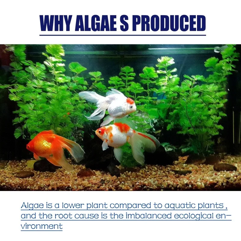 50g High Efficiency Algaecide  - مراجعة Aquaponics Fish Tank وسعره