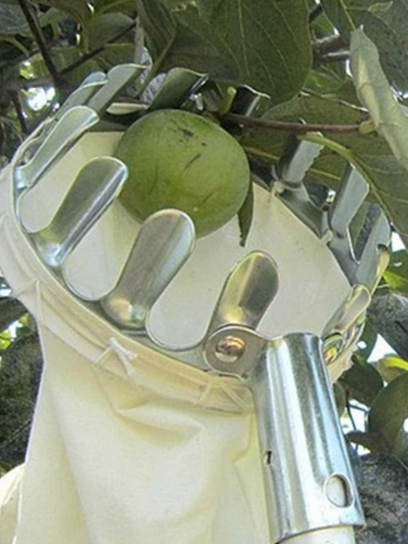Fruit Picker Head Metal Deep B - مراجعة Gardening Tools Basket وسعره