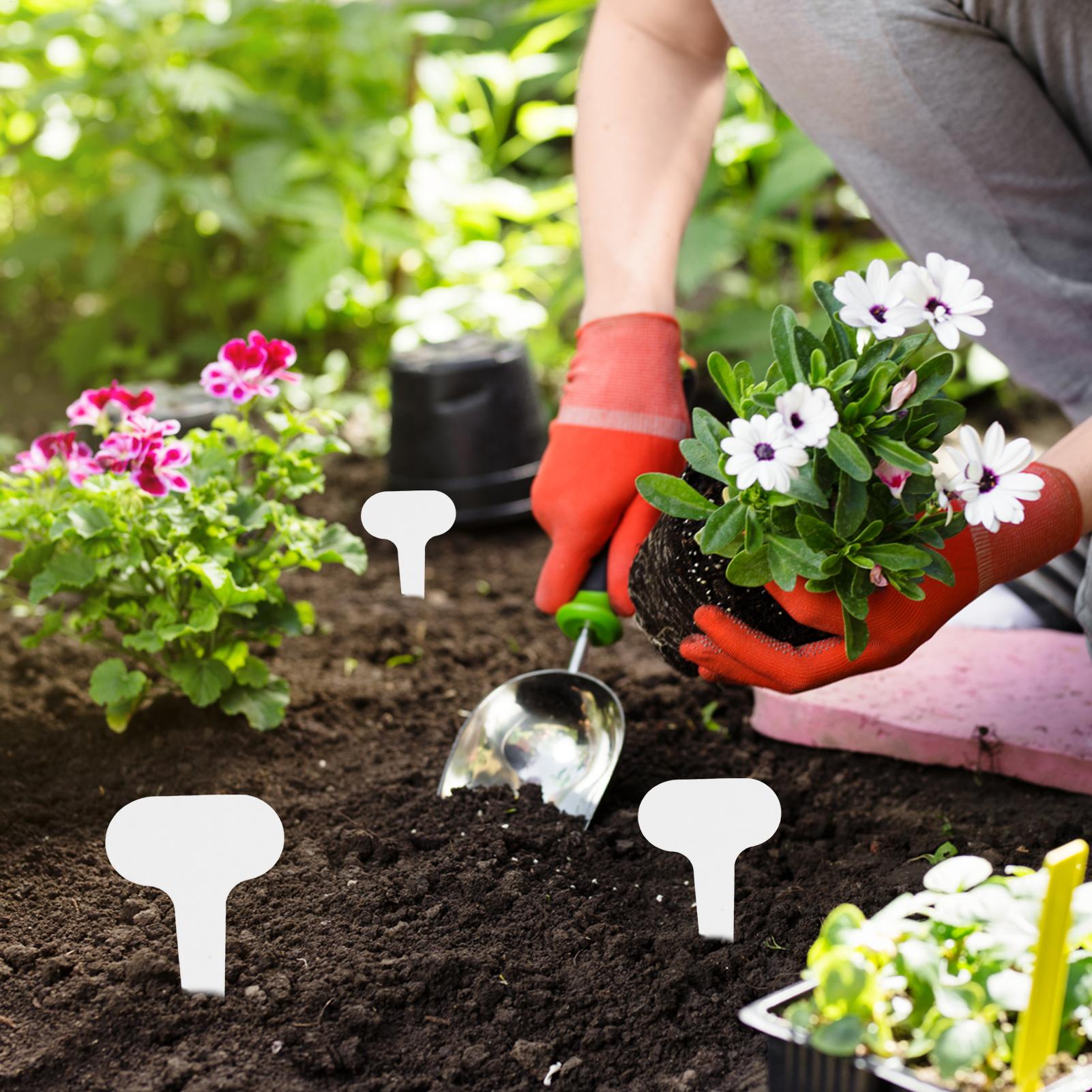 100 pieces White Plastic PVC P - مراجعة Plant Label Tags وسعره